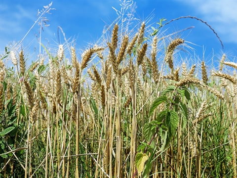 cereals