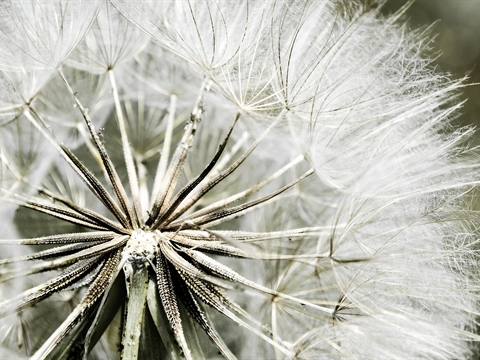 paardenbloem