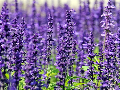 lavender