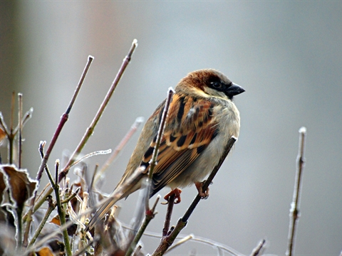 vogeltje