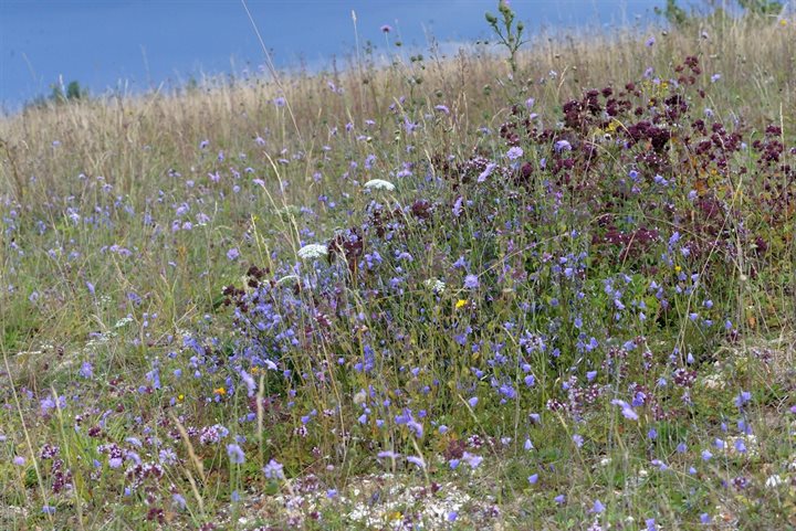 5 Streefbeeld kalkgraslanden Noordal