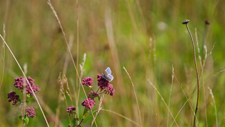 Kalkgrasland Altembroek