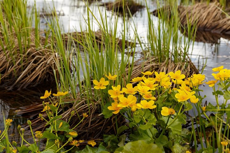 Dotterbloem in een nat gebied