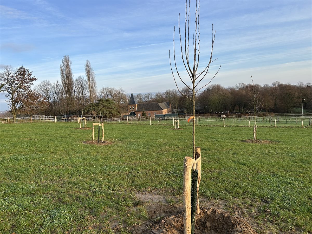 10 Locatie 11 Winthagen_geplante hoogstamfruitbomen 12-12