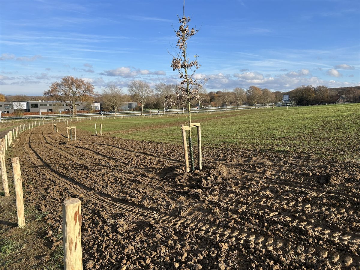 Geplante laanbomen