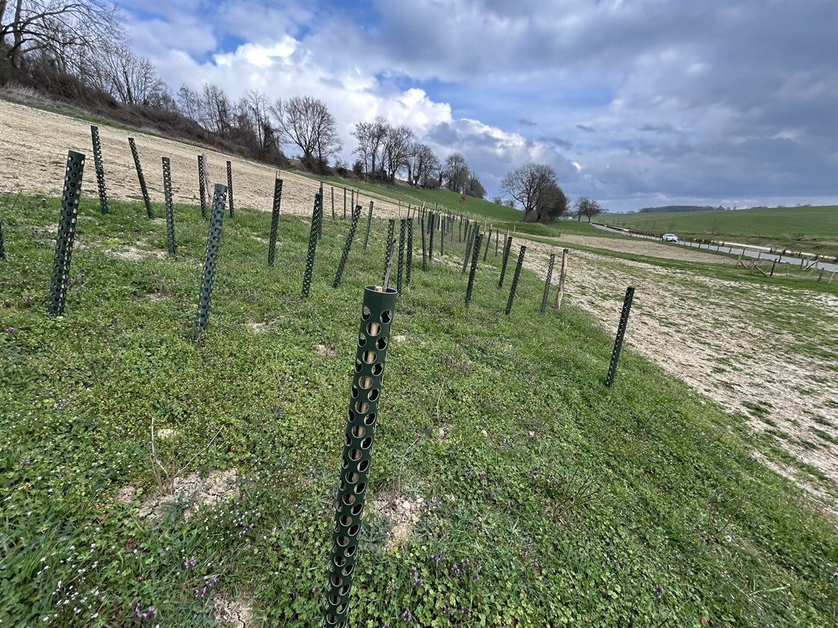 Vrakelberg graftbeplanting (maart 2026)