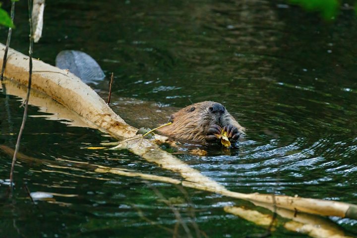 Foto van een zwemmende bever