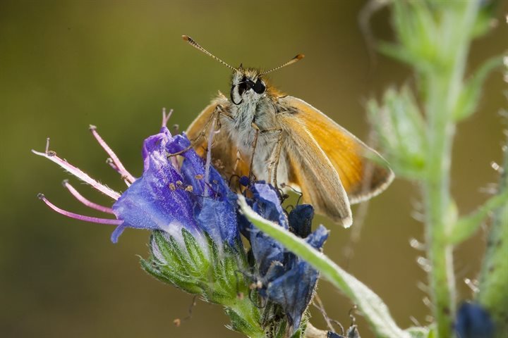 Dagvlinder geelsprietdikkopje op een bloem