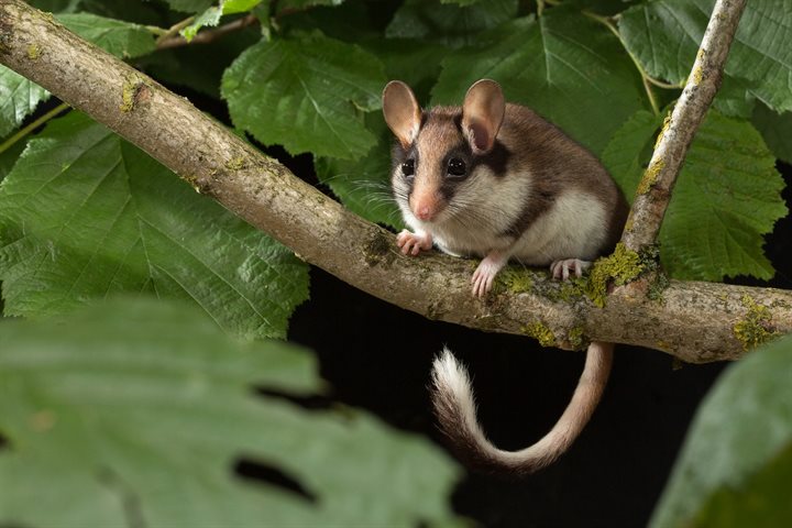 Eikelmuis zittend op een tak