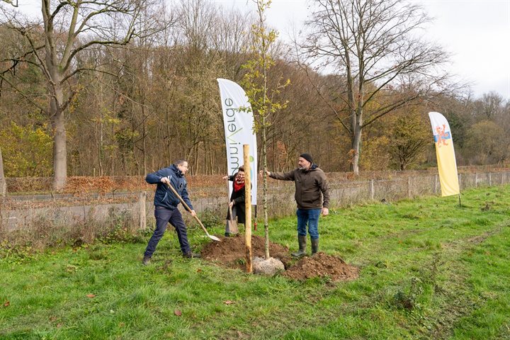 Aanplant van de boom