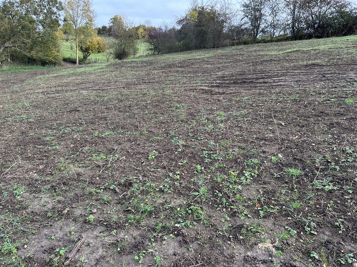 Herstel kalkgrasland