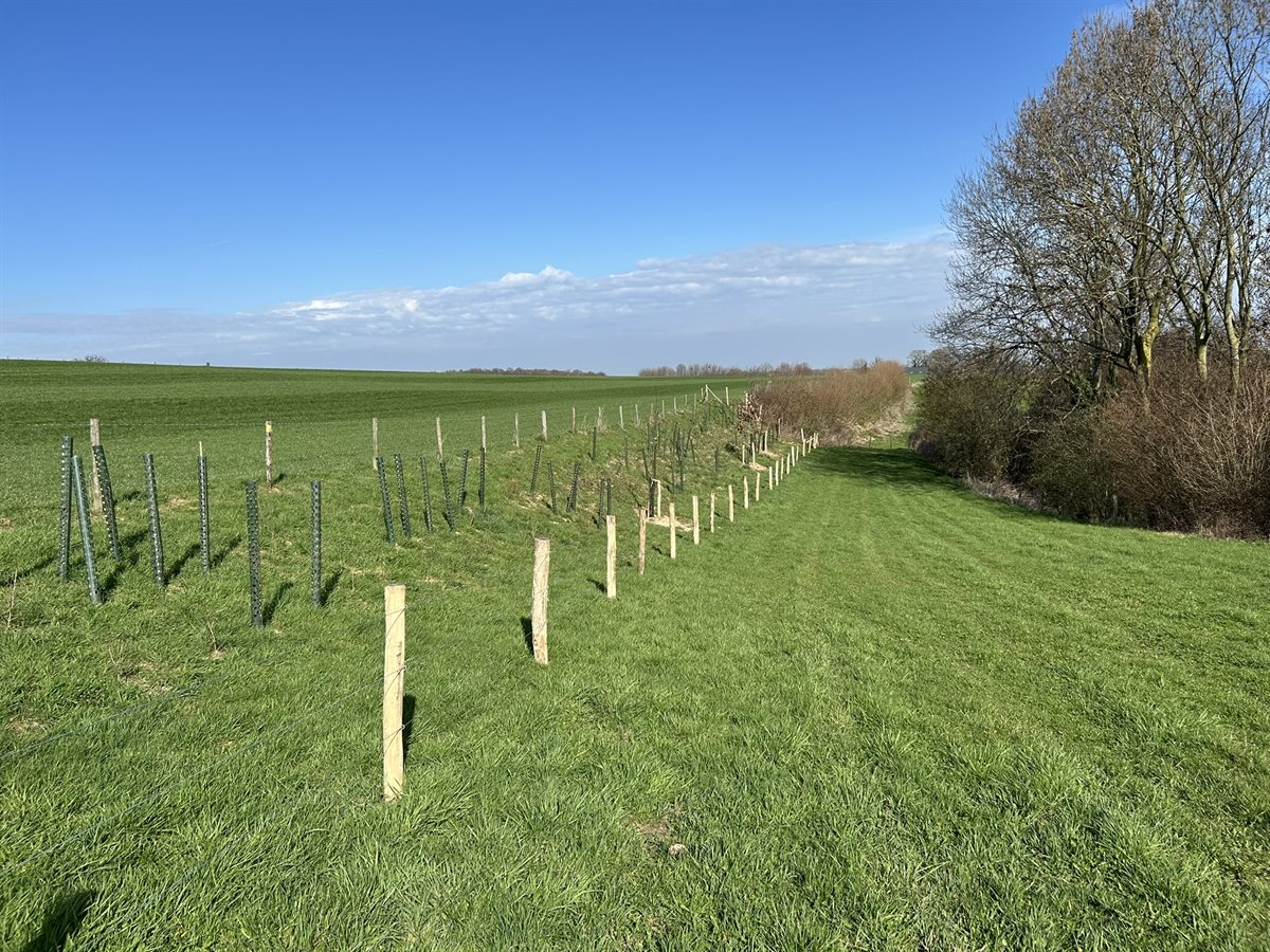 Keutenberg graftbeplanting (maart 2026)