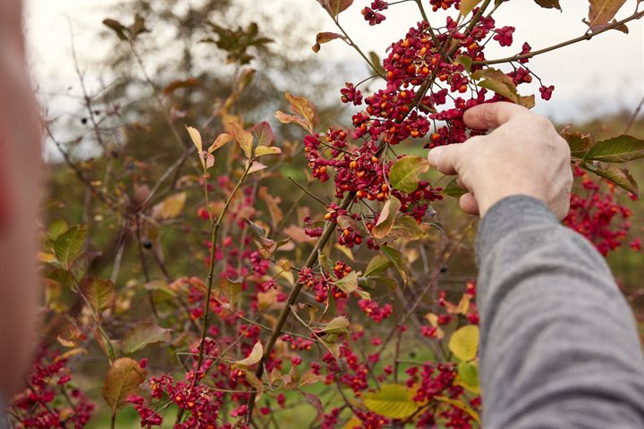 Leon plukt fruit uit een bessenstruik