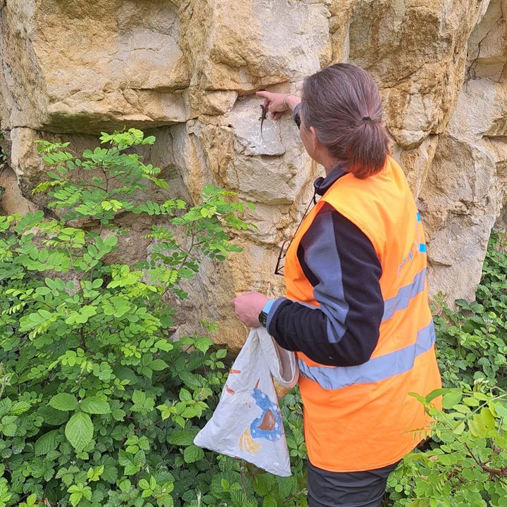 Uitzetten eerste muurhagedis in mei 2024