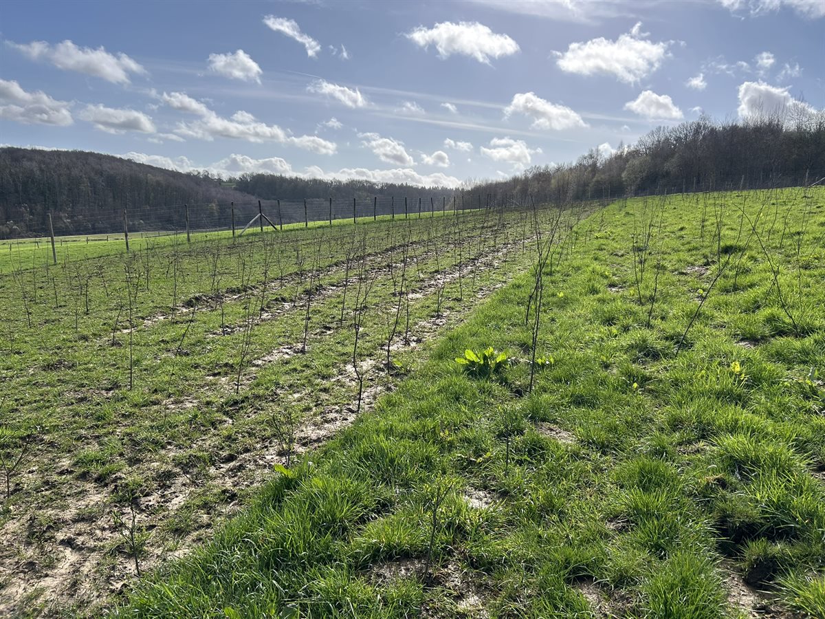 Struweel en bosplantsoen (maart 2026)