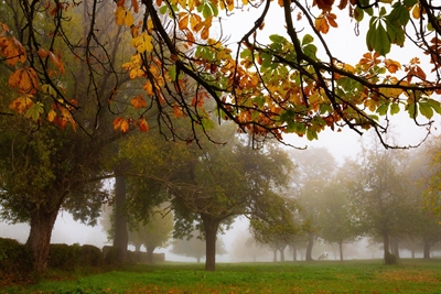 Mistig landschap met bomen en een houtwal