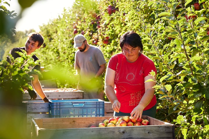 Arbeidsmigranten plukken appels in een boomgaard