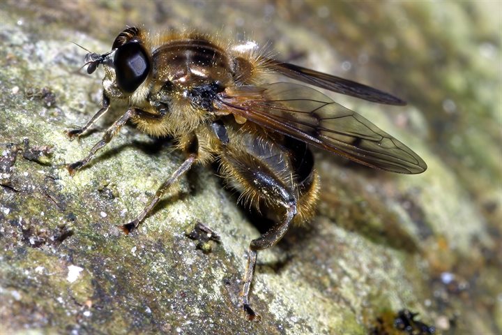 Gestreepte molmzweefvlieg Chalcosyrphus