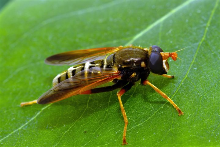 Juweelzweefvlieg Caliprobola speciosa