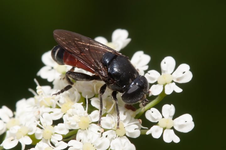 Kalkbollenzweefvlieg Eumerus tricolor