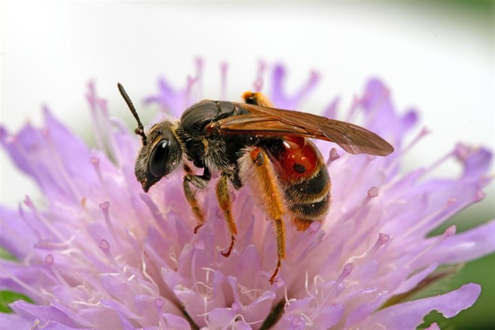 Knautiabij Andrena Hattorfiana