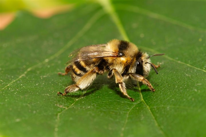 Sachembij Anthophora Aestivalis