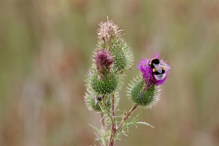Bij op een bloem