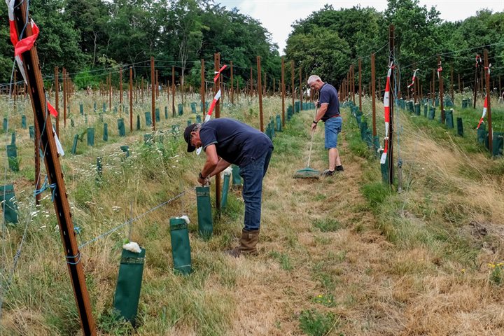 Dolf en Giel aan het werk in de wijngaard
