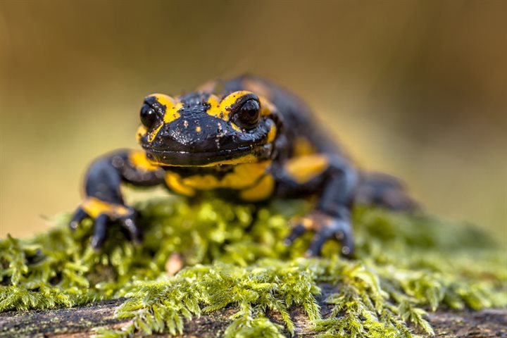 vuursalamander
