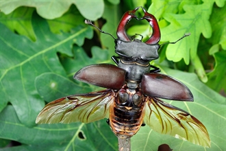 Vliegend hert, grootste kever van Nederland komt voor in het Platsbeekdal