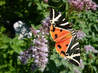 Spaanse vlag vlinder