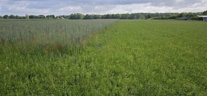5 natuurvriendelijke boer gielreintjens-Ottersum-2