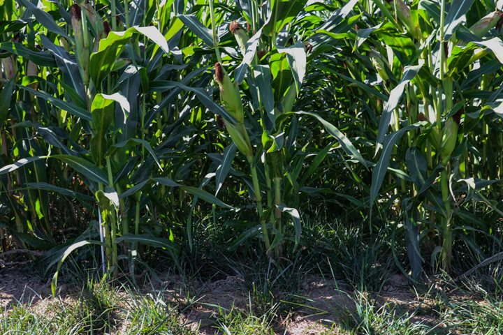 Wenkgras tussen mais